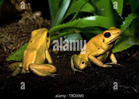 Goldene Pfeilgiftfrosch, Golden Frog, goldene Poison arrow Frog, golden Dart frog (Phyllobates terribilis), Niederlande Stockfoto