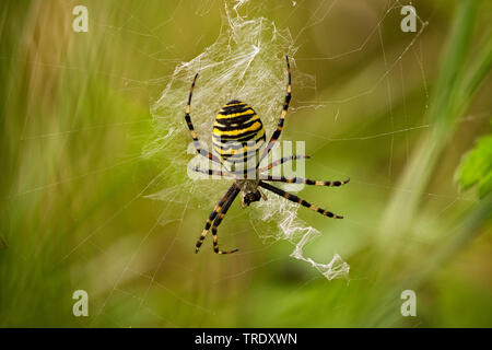 Schwarz-gelbe Argiope, Schwarz-gelb Garten Spinne (Argiope Bruennichi), Weibliche in Web, Niederlande Stockfoto