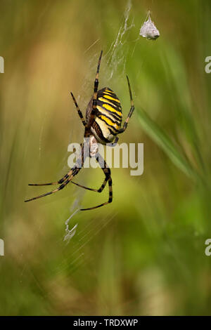 Schwarz-gelbe Argiope, Schwarz-gelb Garten Spinne (Argiope Bruennichi), Weibliche in Web, Niederlande Stockfoto