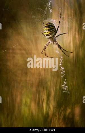 Schwarz-gelbe Argiope, Schwarz-gelb Garten Spinne (Argiope Bruennichi), Weibliche in Web, Niederlande Stockfoto