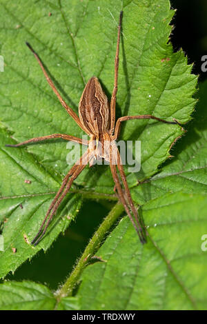 Baumschule Web spider, fantastisches Fischen Spinne (Pisaura mirabilis), auf einem Blatt, Niederlande Stockfoto