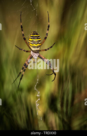 Schwarz-gelbe Argiope, Schwarz-gelb Garten Spinne (Argiope Bruennichi), Weibliche in Web, Niederlande Stockfoto