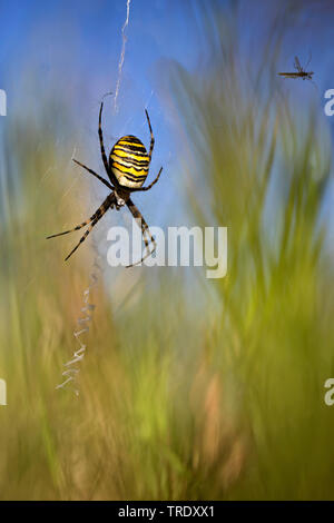 Schwarz-gelbe Argiope, Schwarz-gelb Garten Spinne (Argiope Bruennichi), Weibliche in Web, Niederlande Stockfoto