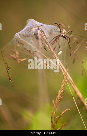 Baumschule Web spider, fantastisches Fischen Spinne (Pisaura mirabilis), auf seine Baumschule Web mit Jugendlichen, Niederlande Stockfoto