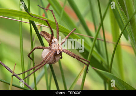 Baumschule Web spider, fantastisches Fischen Spinne (Pisaura mirabilis), Spinne mit ei Sack, Niederlande, Nationalpark Lauwersmeer Stockfoto