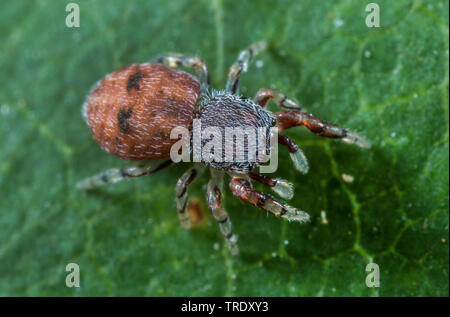 (Ballus chalybeius jumping Spider), auf einem Blatt, Deutschland Stockfoto