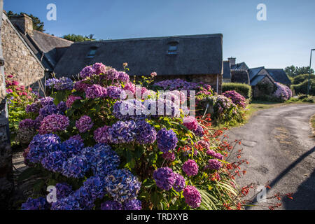 Garten Hortensien, spitze Kappe Hortensie (Hydrangea macrophylla), typisch bretonischen Häusern aus Natursteinen mit blühenden Hortensien, Frankreich, Bretagne Stockfoto