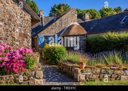 Garten Hortensien, spitze Kappe Hortensie (Hydrangea macrophylla), typisch bretonischen Häusern aus Natursteinen mit blühenden Hortensien, Frankreich, Bretagne Stockfoto