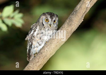 1001 Otus Scops Owl; pamelae (Otus pamelae), sitzt auf einem Baum, Aufruf, Oman Stockfoto