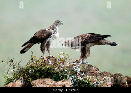 Bonellis Adler (Hieraaetus fasciatus, Aquila fasciata), erwachsenen männlichen und weiblichen, Spanien, Andalusien Stockfoto