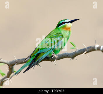 Blau - das ist Bienenfresser (merops Persicus), sitzt auf einem Ast, Oman Stockfoto