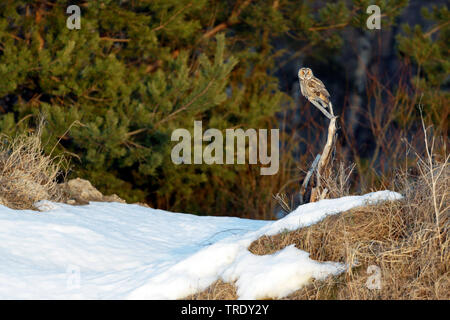 Waldohreule (Asio otus), im Winter, Finnland Stockfoto