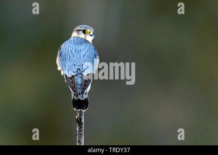 Merlin (Falco columbarius), männlich auf Post, Finnland, Lappland Stockfoto