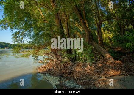 Donau Auen Nationalpark, Österreich, Danube-Auen National Park, Haslau Stockfoto