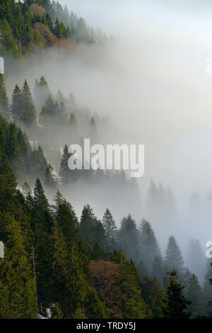 Montain Holz mit Nebel, Ansicht von montain Kampenwand, Deutschland, Bayern, Chiemgauer Alpen Stockfoto