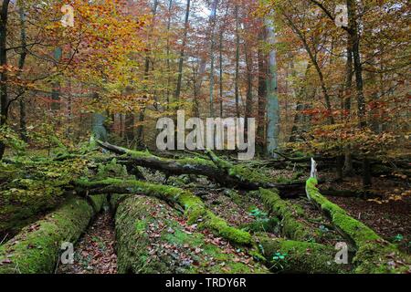 Ludwigshain Herbst Wald, Deutschland, Bayern, Niederbayern, Oberbayern, Kehlheim Stockfoto