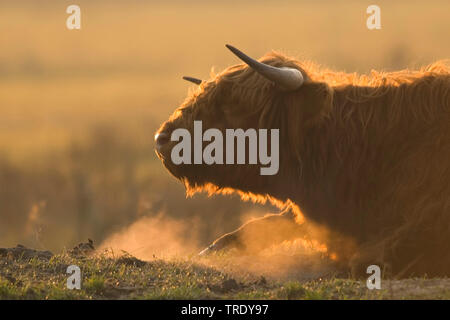 Schottische Hochlandrinder, Kyloe, Highland Kuh, Heelan Coo (Bos primigenius f. Taurus), liegen auf einer Weide im Gegenlicht, Niederlande Stockfoto