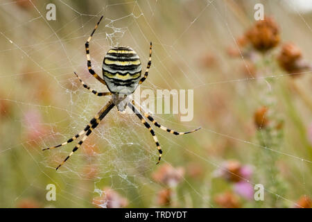 Schwarz-gelbe Argiope, Schwarz-gelb Garten Spinne (Argiope Bruennichi), Weibliche in Web, Niederlande Stockfoto