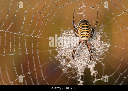 Schwarz-gelbe Argiope, Schwarz-gelb Garten Spinne (Argiope Bruennichi), Weibliche im Web mit Morgentau, Niederlande Stockfoto