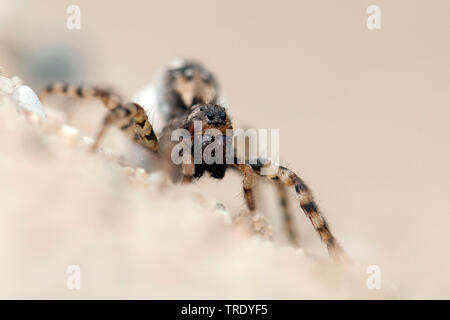 Wolf Spider, Spider (Pardosa Lugubris), mit ei Paket, Niederlande, Overijssel Stockfoto