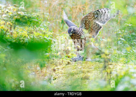 Northern Habicht (Accipiter gentilis), Kinder mit Beute, Finnland Stockfoto