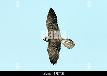 Wanderfalke (FALCO PEREGRINUS), juvenile im Flug, Oman Stockfoto