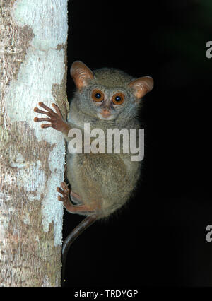 Pelengspookdier, Peleng Tarsier, Tarsius pelengensis (Tarsius pelengensis), sitzt an einem Baumstamm, Indonesien, Sulawesi, Peleng Stockfoto