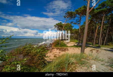 Westküste der Darss, Deutschland, Mecklenburg-Vorpommern, Nationalpark Vorpommersche Boddenlandschaft Stockfoto