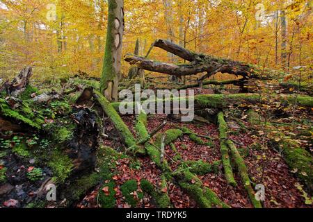 Natur Wald Reserve Ludwigshain bei Kehlheim, Deutschland, Bayern, Niederbayern, Oberbayern, Kehlheim Stockfoto