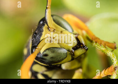Paper Wasp (feldwespe Gallica, Feldwespe dominula), Porträt, Deutschland Stockfoto