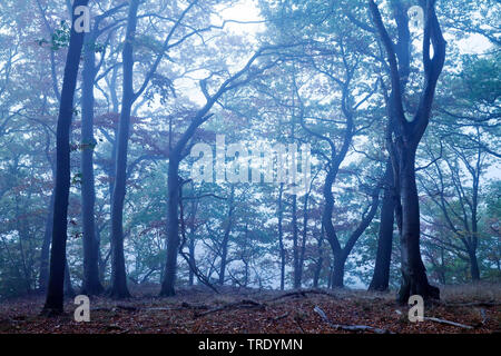 Wald am Morgen feucht, Deutschland, Nordrhein-Westfalen, Ruhrgebiet, Witten Stockfoto