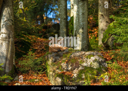 Eurasischen Luchs (Lynx lynx), der lag auf einem Felsen im Wald, Deutschland Stockfoto