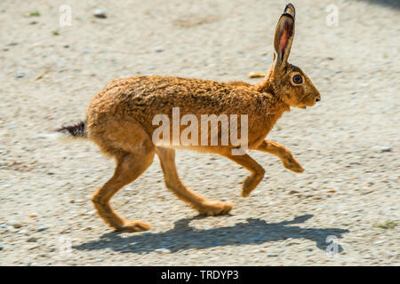 Europäische hase, feldhase (Lepus europaeus), laufen, Seitenansicht, Deutschland Stockfoto