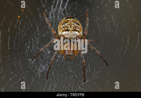 Orb-weaver Spider (Zilla diodia), Spider web, Deutschland Stockfoto