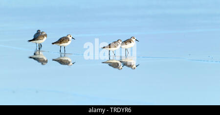 Sanderling (Calidris alba), Gruppe im Wasser, Oman, Salalah Stockfoto