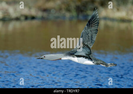 Red-throated Diver (Gavia stellata), im Flug, Norwegen, Finnmark Stockfoto