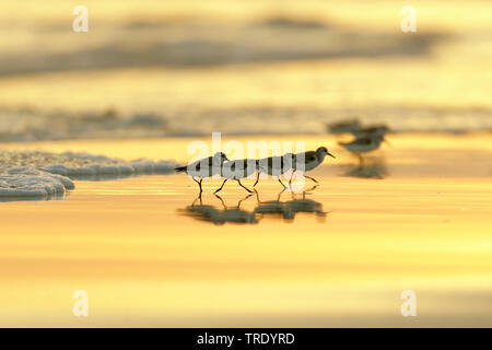 Sanderling (Calidris alba), Gruppe in Wasser bei Sonnenuntergang, Oman, Salalah Stockfoto