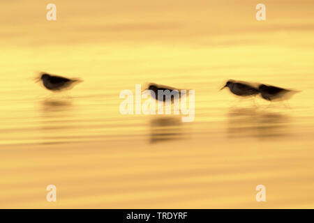 Sanderling (Calidris alba), Gruppe läuft in Wasser bei Sonnenuntergang, Oman, Salalah Stockfoto