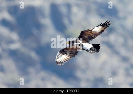 Verreaux's Eagle (Aquila verreauxii), im Flug, Oman Stockfoto