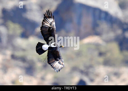 Verreaux's Eagle (Aquila verreauxii), im Flug, Oman Stockfoto