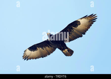 Verreaux's Eagle (Aquila verreauxii), im Flug, Oman Stockfoto
