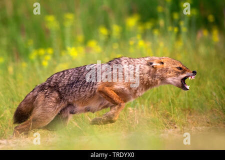 Golden Schakal (Canis aureus), angreifende Goldschakel mit gefletschten Zähnen, Seitenansicht, Rumänien, Biosphaerenreservat Donaudelta Stockfoto