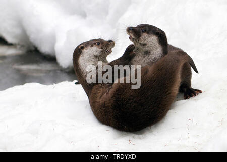 Europäische river Otter, Fischotter, Eurasische Fischotter (Lutra lutra), zwei Spielen Fischotter im Schnee, Deutschland, Bayern, Nationalpark Bayerischer Wald Stockfoto