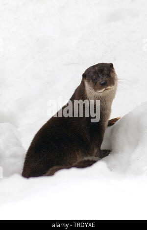 Europäische river Otter, Fischotter, Eurasische Fischotter (Lutra lutra), sitzt im Schnee, Seitenansicht, Deutschland, Bayern, Nationalpark Bayerischer Wald Stockfoto