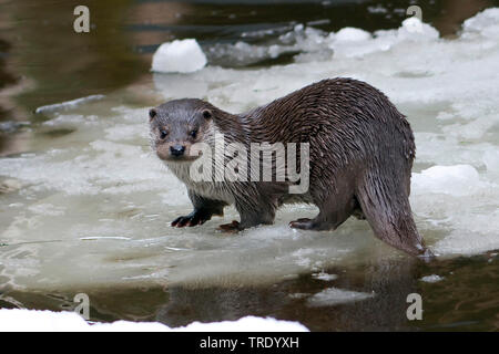 Europäische river Otter, Fischotter, Eurasische Fischotter (Lutra lutra), stehend auf einer Eisscholle, Seitenansicht, Deutschland, Bayern, Nationalpark Bayerischer Wald Stockfoto