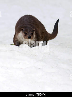 Europäische river Otter, Fischotter, Eurasische Fischotter (Lutra lutra), stehend im Schnee, Vorderansicht, Deutschland, Bayern, Nationalpark Bayerischer Wald Stockfoto