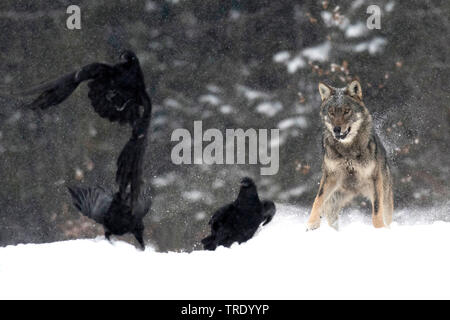 Europäische grauer Wolf (Canis lupus Lupus), stehend im Schnee und Fixieren ein Rabe, Vorderansicht, Polen, Stockfoto