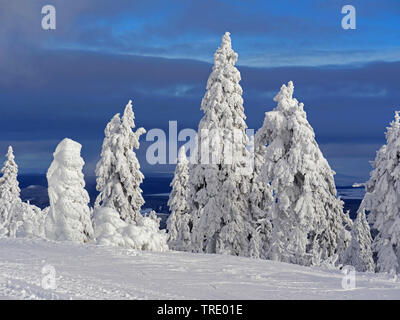 Schneebedeckte Bäume auf dem Berg Klinovec, Tschechien, Erzgebirge, Klinovec Stockfoto