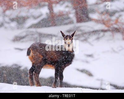 Gemse (Rupicapra rupicapra), Gämsen fawn auf einem schneebedeckten Hang, Italien, Gran Paradiso Nationalpark, Val d'Aosta. Stockfoto