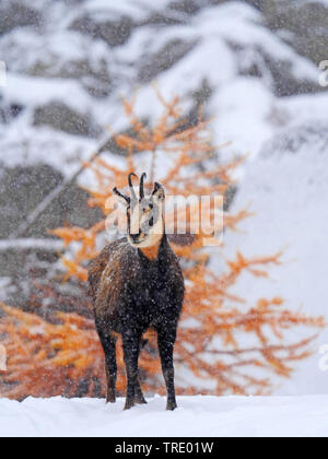 Gemse (Rupicapra rupicapra), auf einem schneebedeckten Hang, verfärbte Lärchen im Hintergrund, Italien, Gran Paradiso Nationalpark, Val d'Aosta. Stockfoto